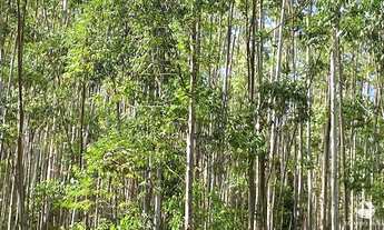 Imagem 7: FAZENDA EM PARAÍBUNA/SP