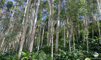 Imagem 5: FAZENDA EM PARAÍBUNA/SP