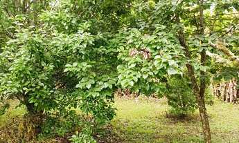 Imagem 5: Casa Americana em Vila Santa Terezinha, Almirante Tamandaré/PR