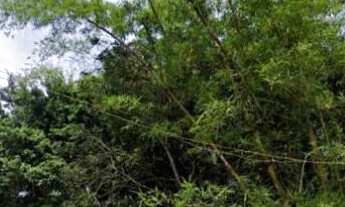 Imagem 2: Terreno à venda no bairro Ponta das Canas - Florianópolis/SC