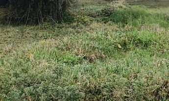 Imagem 4: Sítio em SJCampos