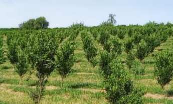 Imagem 5: Sítio produzindo em Campanha MG