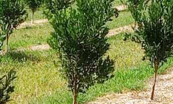 Imagem 2: Sítio produzindo em Campanha MG