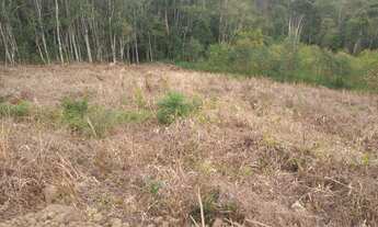 Imagem 6: Área de 1 alqueire com nascente