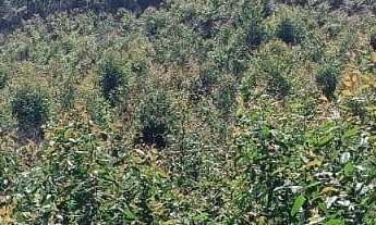 Imagem 2: Área de 1 alqueire com nascente