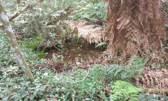 Imagem 3: Área de 1 alqueire com nascente