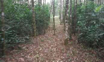 Imagem 4: Área de 1 alqueire com nascente