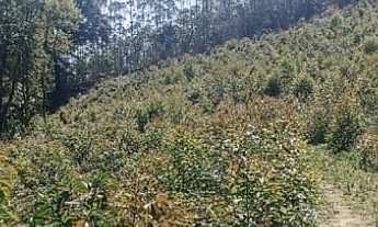 Imagem 1: Área de 1 alqueire com nascente