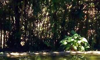 Imagem 2: Chácara em Guapimirim