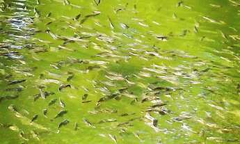 Imagem 7: Chácara em Guapimirim