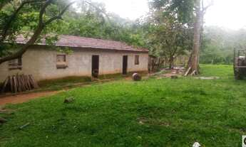 Imagem 2: Área com eucaliptos 29 alqueires