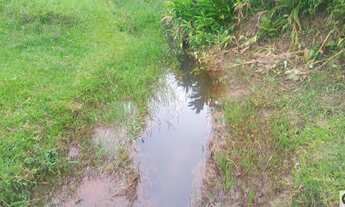 Imagem 4: Área com eucaliptos 29 alqueires