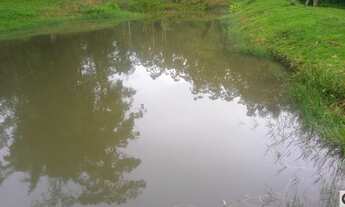 Imagem 5: Área com eucaliptos 29 alqueires