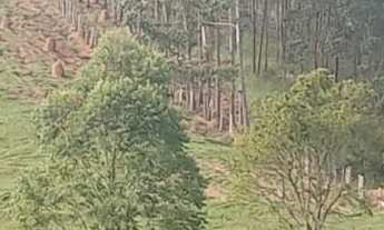 Imagem: Área Rural com eucaliptos