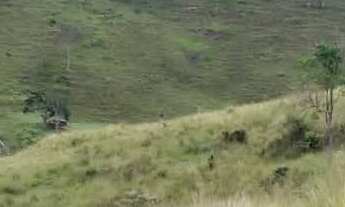 Imagem 6: Sítio com aguada boa em Pinda 13 alqueires