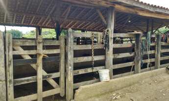 Imagem 2: Sítio 21 alqueires Paraibuna