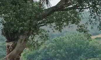 Imagem: Sítios de 2 hectares próximo ao parque