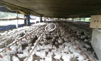 Imagem 4: SÍTIO COM 8 GRANJAS/ RENDIMENTO DE R$ 140.000,00, LÍQUIDO/ CRIADA