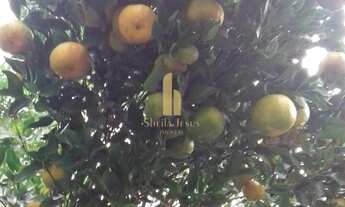 Imagem 2: Linda Fazenda em Nova Trento/SC