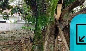 Imagem: Terreno à venda no bairro Sao Pedro - Pindorama/SP