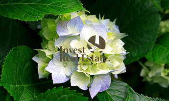 Imagem 2: Sítio, na Rua 23