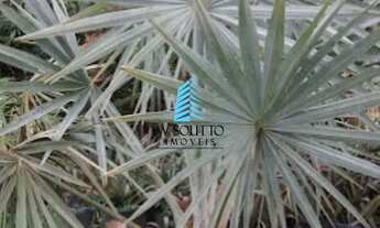 Imagem 7: Chácara com Viveiro de Palmeiras no Jundiaí Mirim