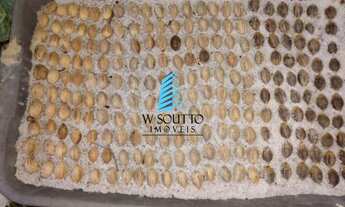 Imagem 5: Chácara com Viveiro de Palmeiras no Jundiaí Mirim