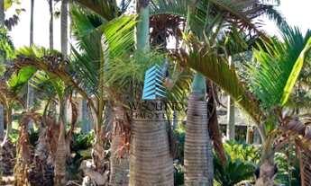 Imagem 3: Chácara com Viveiro de Palmeiras no Jundiaí Mirim