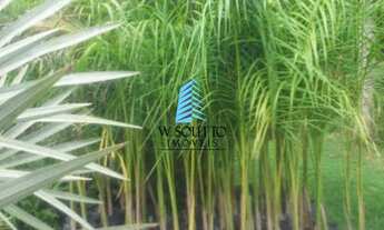 Imagem 6: Chácara com Viveiro de Palmeiras no Jundiaí Mirim