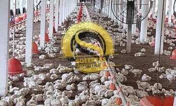 Imagem 2: Granja de engorda em Pocinhos PB