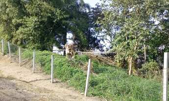 Imagem 3: REF. 294 Á venda terreno no bairro Ratones, Florianópolis/SC