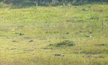 Imagem 4: REF. 30 Terreno com Escritura Pública, no bairro Ratones, Florianópolis/SC