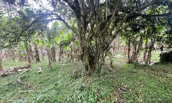 Imagem: REF. 388 Terreno à venda no bairro Ratones