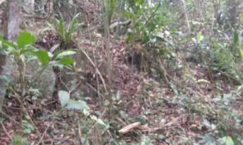 Imagem 4: REF. 190 Terreno Localizado no Ratones, Florianópolis- SC