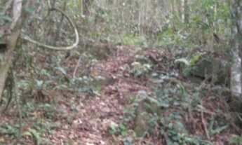 Imagem 6: REF. 190 Terreno Localizado no Ratones, Florianópolis- SC