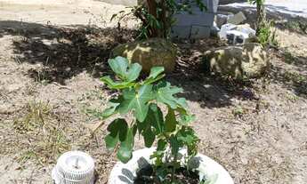 Imagem 7: Excelente casa à venda no bairro Ratones, Florianópolis/SC