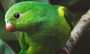 Imagem 6: Navepark Condomínio Industrial - Terrenos