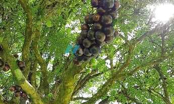 Imagem 7: Sítio à venda no bairro Sertão do Cangueri - Imaruí/SC