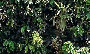 Imagem: Terreno Lote em Vila Santo Antônio, Morretes/PR