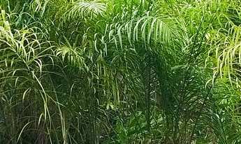 Imagem: Fazenda Cabloca - 30mil pés de pupunha