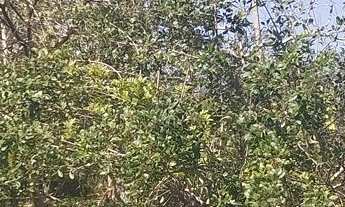 Imagem 6: Chácara com vista para as montanhas