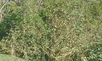 Imagem 7: Chácara com vista para as montanhas