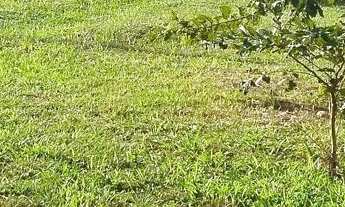 Imagem: Terreno em Loteamento em Vila das Palmeiras