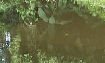 Imagem: Área à venda no bairro Marumbi - Morretes/PR