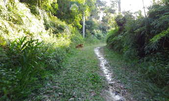 Imagem 5: Área Rural Documentada com 150.480 m² (15hec) em Meio à Natureza! Estrada de fácil acesso