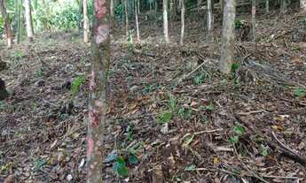 Imagem: Chácara / Terreno