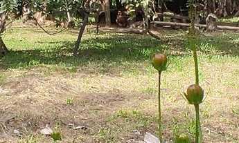 Imagem 2: Chácara à venda no bairro Vila das Palmeiras - Morretes/PR