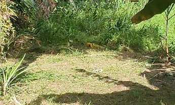 Imagem 4: Chácara à venda no bairro Vila das Palmeiras - Morretes/PR