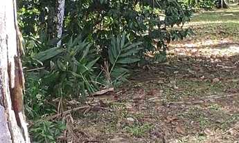 Imagem 5: Chácara à venda no bairro Vila das Palmeiras - Morretes/PR