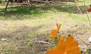 Imagem: Chácara à venda no bairro Vila das Palmeiras